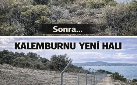 Kalemburnu’ndaki arkeolojik alanda bir garip temizlik: Ardıç ve sakız ağaçlarını kökünden söktüler.