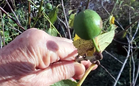 Ülke donuyor, Bodrum’da erik ağaçları meyve vermeye başladı