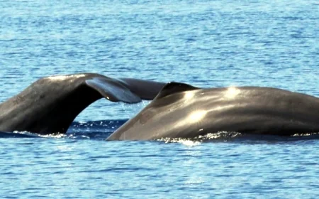 Bodrum açıklarında görüldü Ege'de sadece 3 tane var