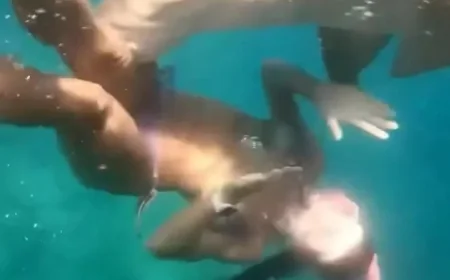 Avukat kadın köpekbalıkları ile dans etti, canını zor kurtardı, işte o saldırı anı