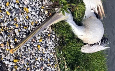    Ak Pelikan trafik kurbanı oldu