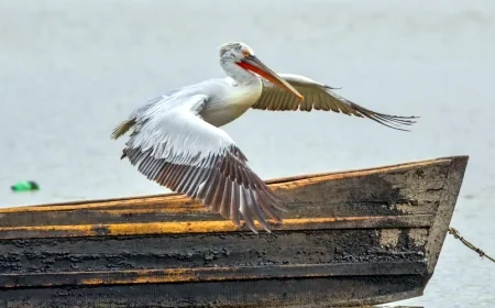 Dünyanın en büyük büyük kolonisinde 2300 gümüş pelikan öldü bilim insanları ayağa kalktı