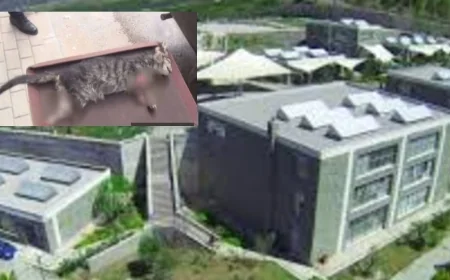 Bodrum Güzel sanatlar fakültesinde vahşet... Üniversiteli öğrencilerin baktığı Duman’ın kuyruğun kestiler derisini yüzdüler