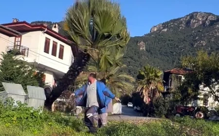 Manzara kapanıyor diye asırlık palmiyeyi kökünden kestiler (Videolu Haber)