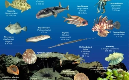 Akdeniz’i istilacı canlılar sardı tam 1000 çeşit yeni tür var