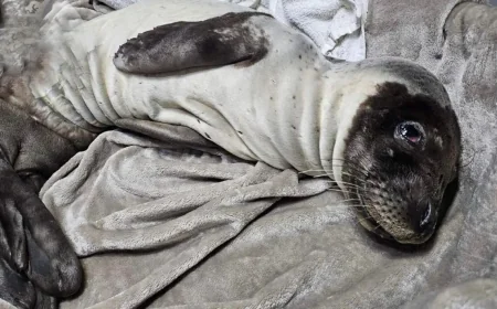 Bodrum’a komşu adada ölmek üzereyken bulundu , tedaviye alındı