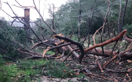 Bodrum’ da fırtına yaşamı felç etti , ağaçlar devrildi tekneler battı