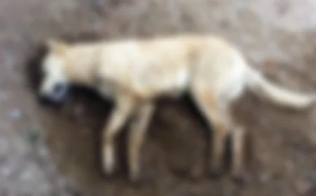 Yalıkavak’ta Yürek Burkan Olay: Belediye Çöp Aracı İki Köpeğin Ölümüne Neden Oldu