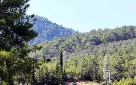 Muğla’nın cennet ormanları madene böyle kurban ediliyor toplam 4 bin 500 hektar alan madene açılacak