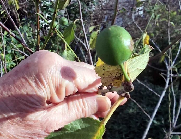 Ülke donuyor, Bodrum’da erik ağaçları meyve vermeye başladı
