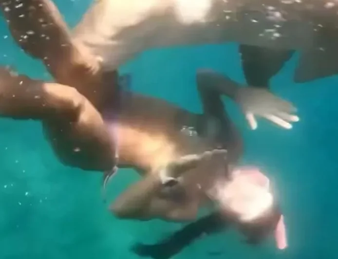Avukat kadın köpekbalıkları ile dans etti, canını zor kurtardı, işte o saldırı anı
