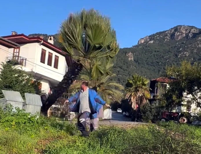 Manzara kapanıyor diye asırlık palmiyeyi kökünden kestiler (Videolu Haber)