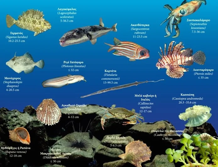 Akdeniz’i istilacı canlılar sardı tam 1000 çeşit yeni tür var