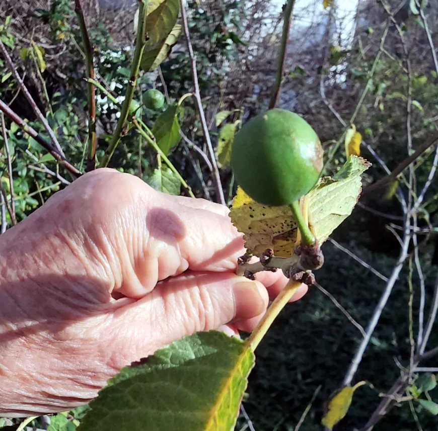 Ülke donuyor, Bodrum’da erik ağaçları meyve vermeye başladı