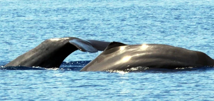 Bodrum açıklarında görüldü Ege'de sadece 3 tane var