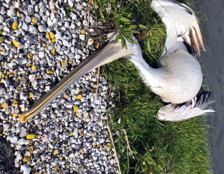    Ak Pelikan trafik kurbanı oldu
