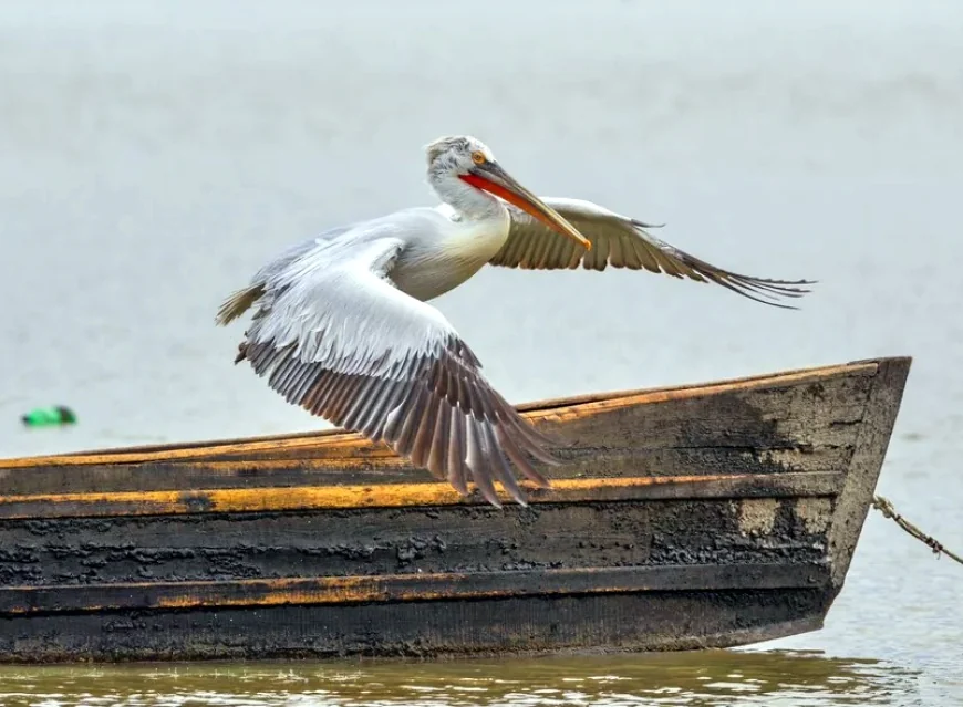 Dünyanın en büyük büyük kolonisinde 2300 gümüş pelikan öldü bilim insanları ayağa kalktı