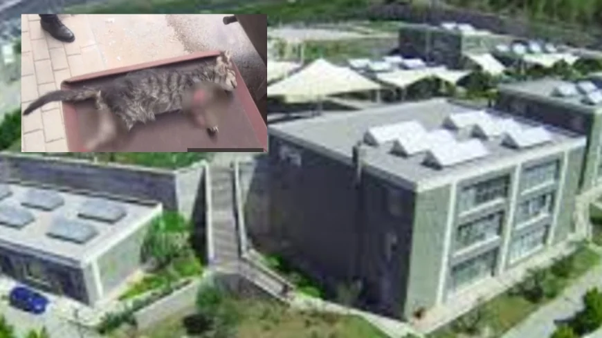 Bodrum Güzel sanatlar fakültesinde vahşet... Üniversiteli öğrencilerin baktığı Duman’ın kuyruğun kestiler derisini yüzdüler