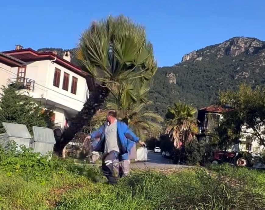 Manzara kapanıyor diye asırlık palmiyeyi kökünden kestiler (Videolu Haber)