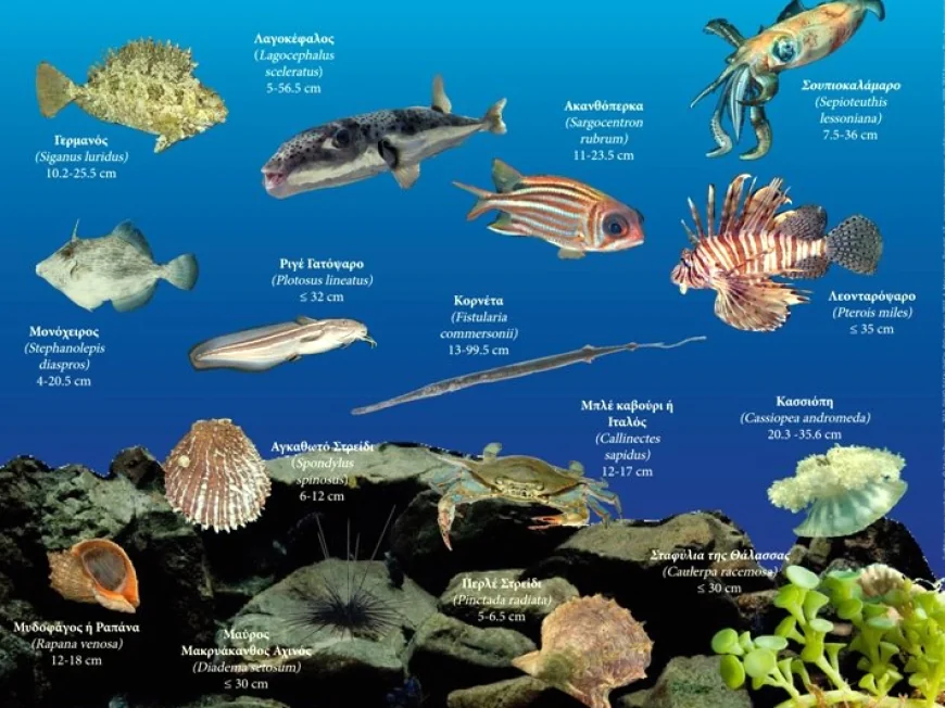 Akdeniz’i istilacı canlılar sardı tam 1000 çeşit yeni tür var