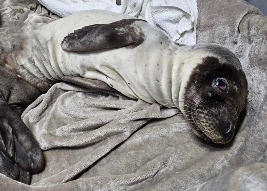 Bodrum’a komşu adada ölmek üzereyken bulundu , tedaviye alındı