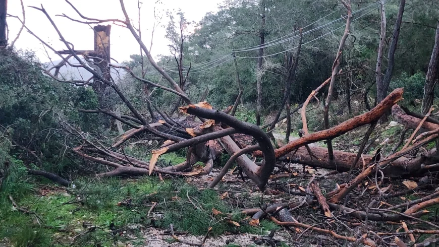Bodrum’ da fırtına yaşamı felç etti , ağaçlar devrildi tekneler battı