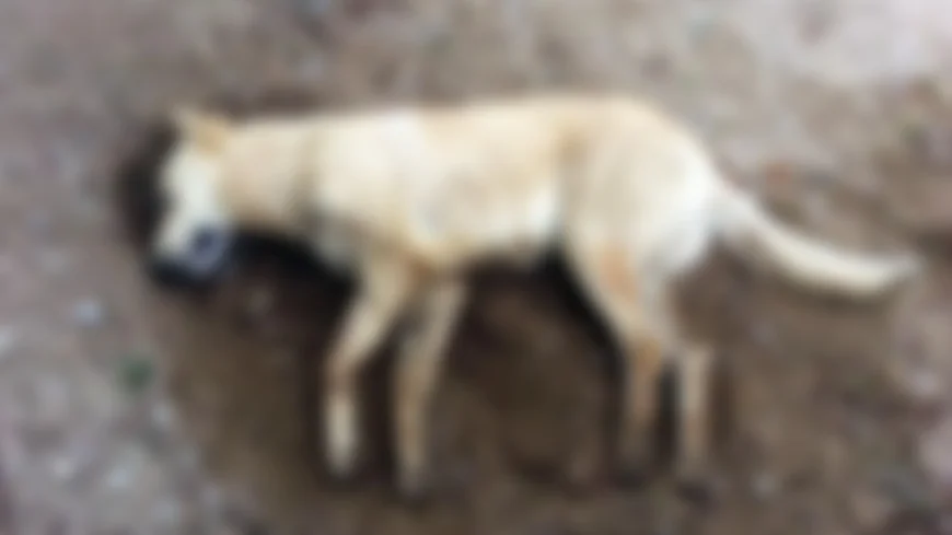 Yalıkavak’ta Yürek Burkan Olay: Belediye Çöp Aracı İki Köpeğin Ölümüne Neden Oldu