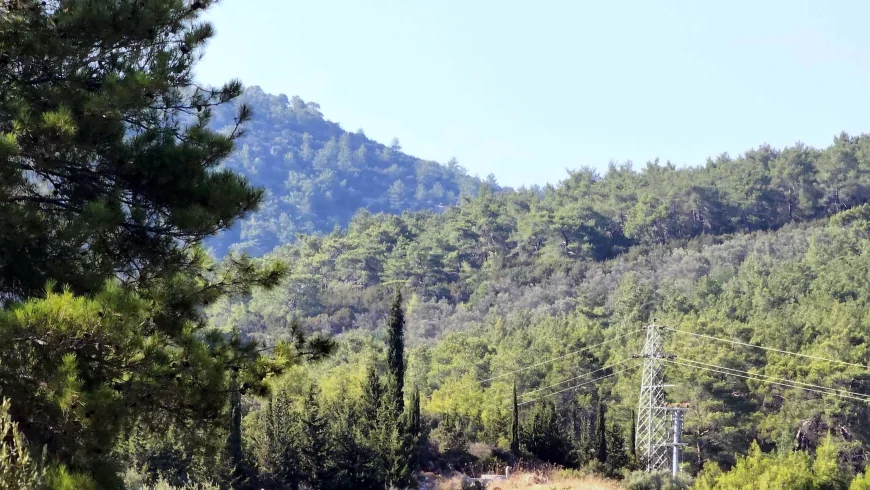 Muğla’nın cennet ormanları madene böyle kurban ediliyor toplam 4 bin 500 hektar alan madene açılacak