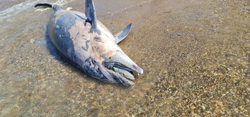TIRTAK TÜRÜ JUVENİL YUNUS ÖLÜ OLARAK BULUNDU