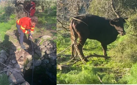 Kuyudan buzağı kurtarma operasyonu