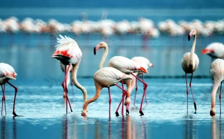 Bodrumlular  hafta sonu bu güzelliğe  akın etti