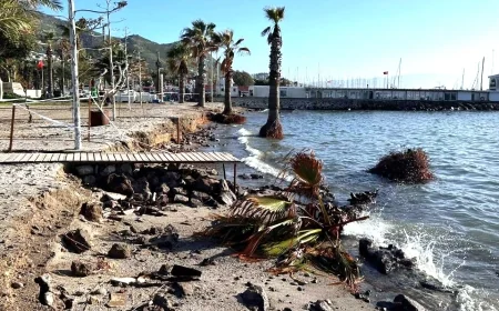 Koruyamadık keselim zihniyeti .... Bodrum’un asırlık palmiyeleri ölüyor