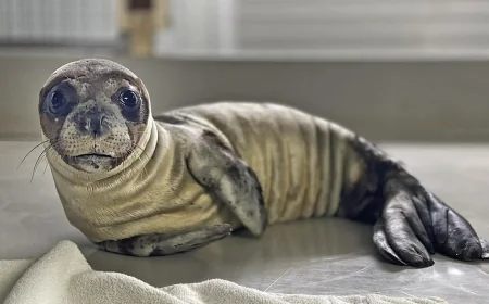 Ölmek Üzereyken Bulunan Yavru Fok Yaşama Tutundu