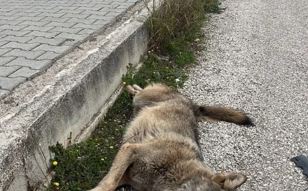 Trafikte kurtun bile can güvenliği yok, şehire inen kurt trafik kazası kurbanı oldu