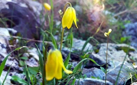 Ege’nin Ağlayan Gelinleri çiçek açmaya başladı