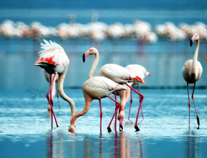 Bodrumlular  hafta sonu bu güzelliğe  akın etti