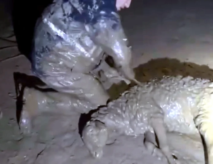 Sel sularında çamura saplanan koyunları kurtarma operasyonu