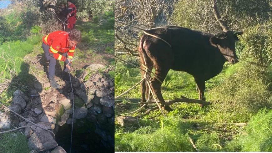 Kuyudan buzağı kurtarma operasyonu