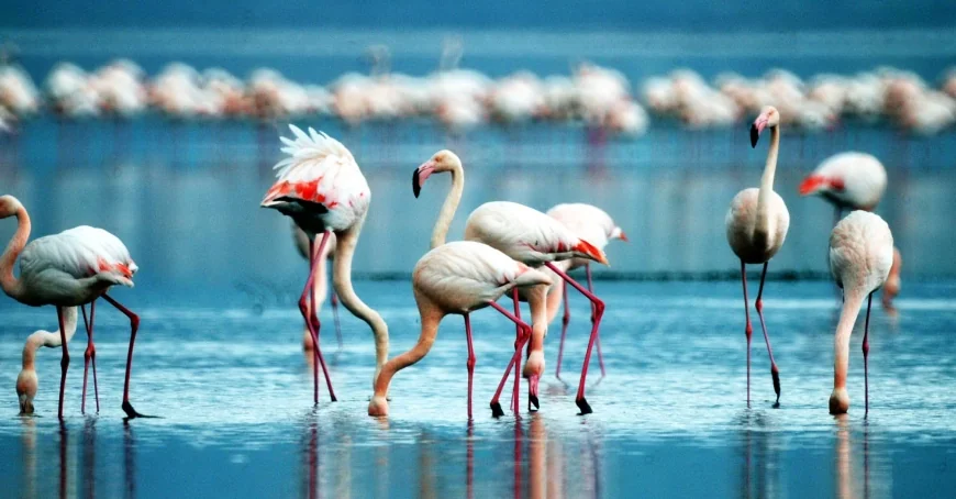 Bodrumlular  hafta sonu bu güzelliğe  akın etti