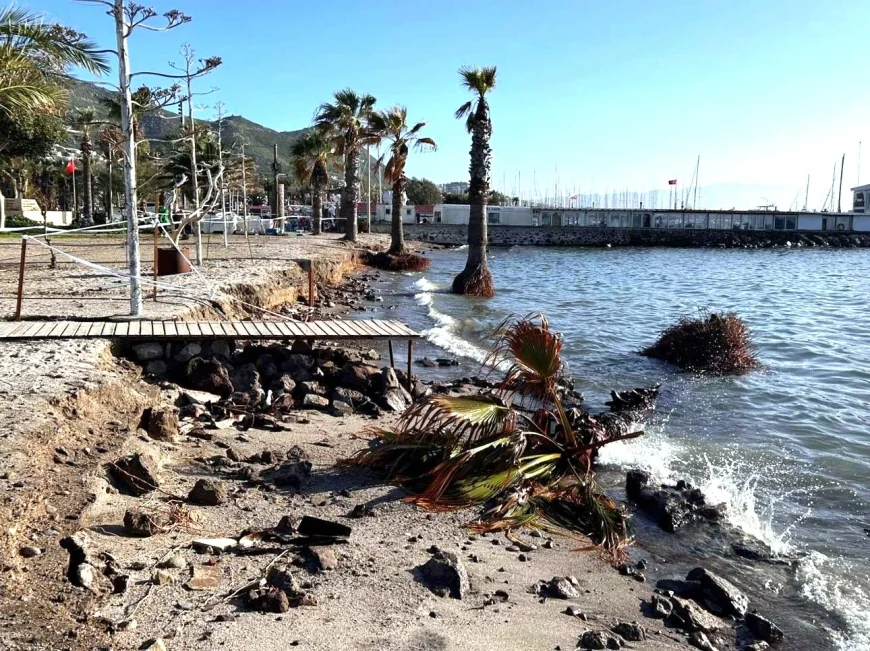 Koruyamadık keselim zihniyeti .... Bodrum’un asırlık palmiyeleri ölüyor