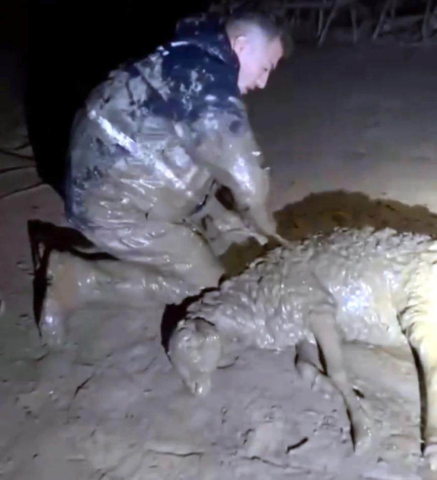 Sel sularında çamura saplanan koyunları kurtarma operasyonu