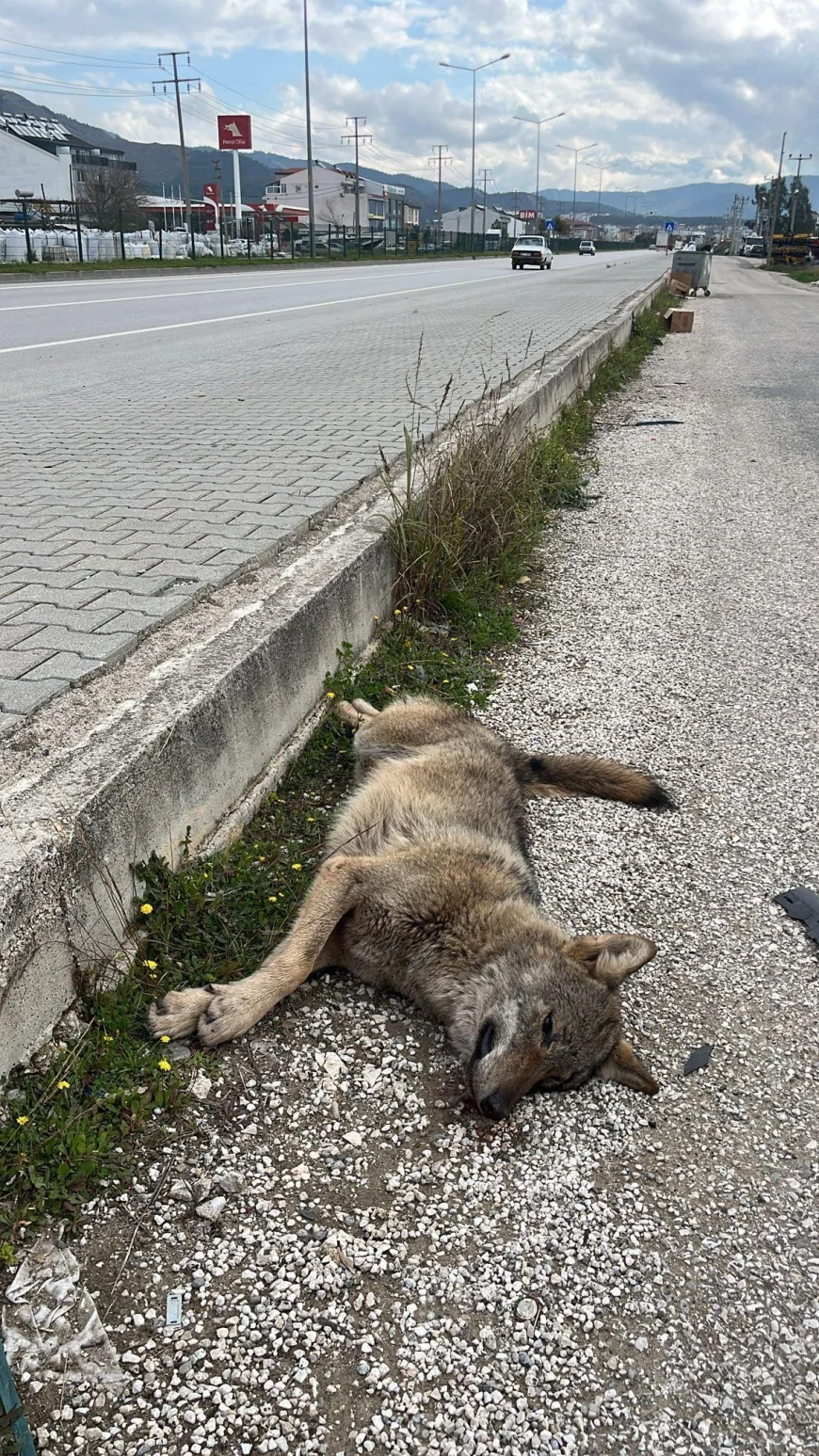 Trafikte kurtun bile can güvenliği yok, şehire inen kurt trafik kazası kurbanı oldu