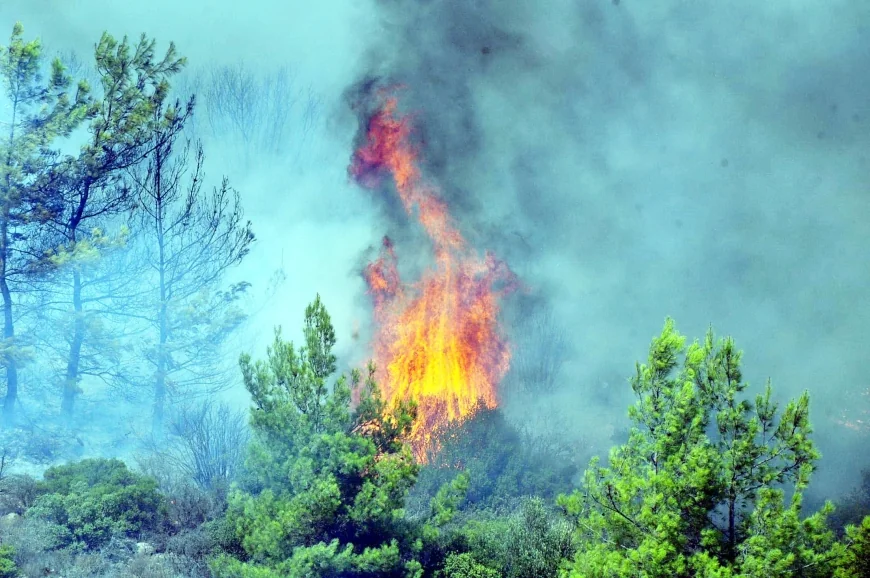 Bodrum'da temizlik ateşi yakarken ormanı yaktılar