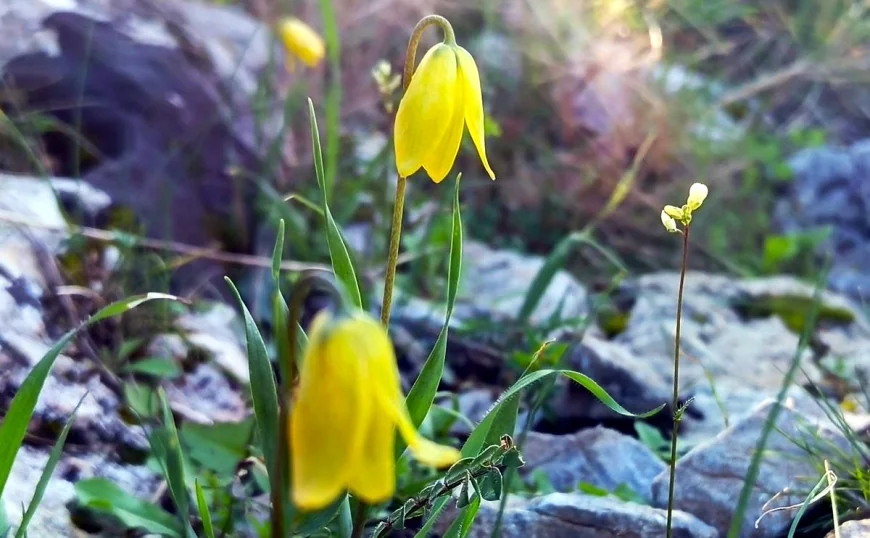 Ege’nin Ağlayan Gelinleri çiçek açmaya başladı