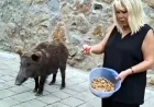Ünlü sanatçı Torba’da evinin kapısına kadar gelen domuzu cevizle besledi
