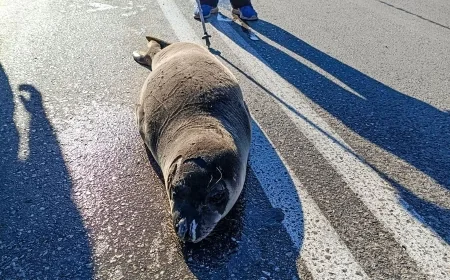Sahil kasabasında yola çıkıp gezinen Akdeniz foku görenleri şaşkına çevirdi