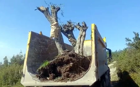 İkizköy Akbelen’den sonra Çamköy’de zeytin kesimi ve sökümü başladı