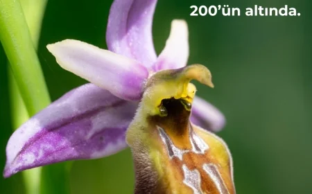 Nesli Tükenme Tehlikesindeki Likya Orkidesi İçin Seferberlik