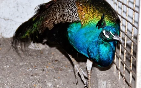 Tavuskuşlarını şehirlerarası otobüs ile kaçırırken yakalandılar