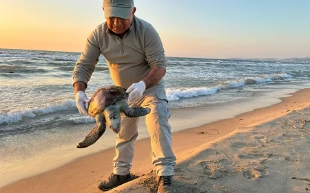 Bir günde üç caretta caretta öldü, doğaseverler isyan etti.